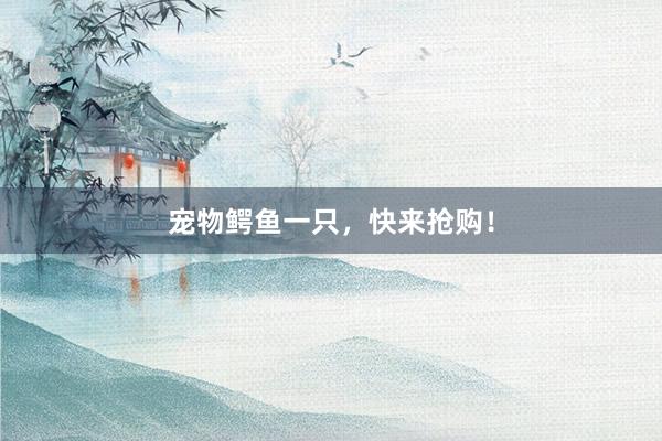 宠物鳄鱼一只，快来抢购！